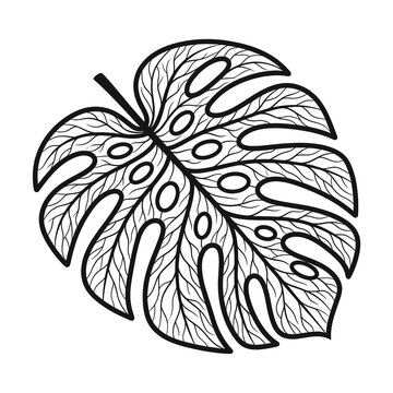 Tropical Monstera and Simple Leaf