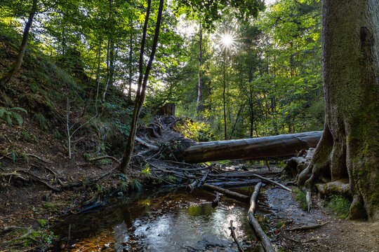 Bach im Wald