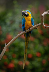 Blue and yellow macaw in Brazil  © Harry Collins