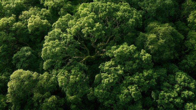 Aerial view of lush green forest canopy bathed in sunlight