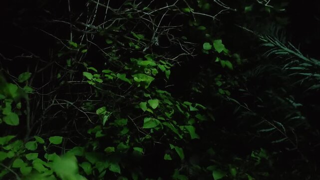 Dense, dark tree branches and foliage fill a woodland scene at night. The shadowy vegetation creates a mysterious backdrop.