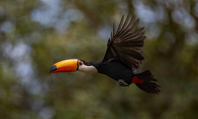 A toucan in the Pantanal, Brazil © Harry Collins