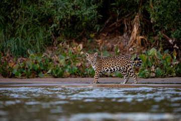 A jaguar hunting caiman in the Pantanal, Brazil © Harry Collins