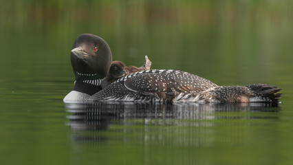 Common loon on a lake with a chick © Harry Collins
