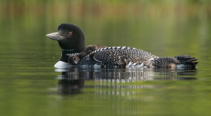 Common loon on a lake with a chick © Harry Collins