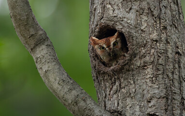 Obraz premium A screech owl in a tree