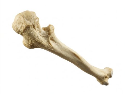 Isolated Vertebrate Limb Bone Anatomical Study