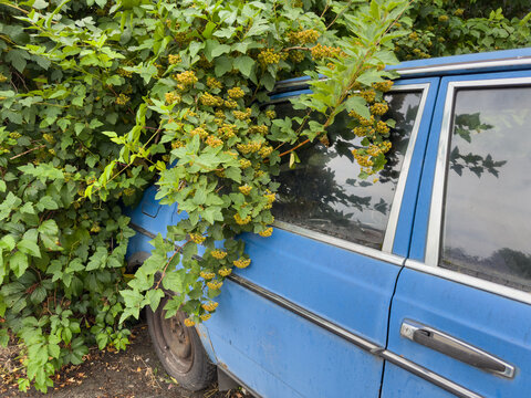 Abandoned old blue car overgrown with golden currant thickets