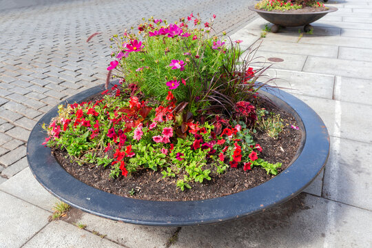 Outdoor composition with flowers, ornamental herbs in round metal flowerpot