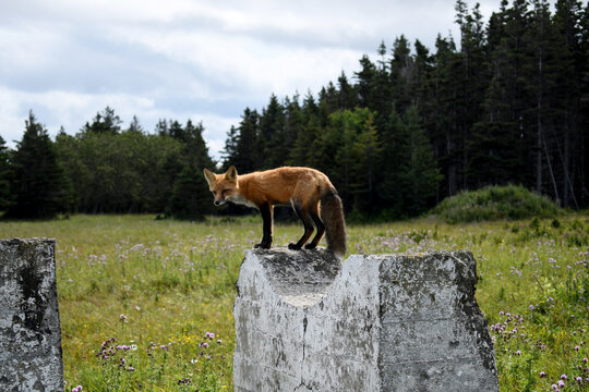 Red fox standing up on a ciment structure