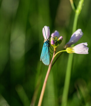 Green forester moth Adscita statices resting on cuckoo flower.