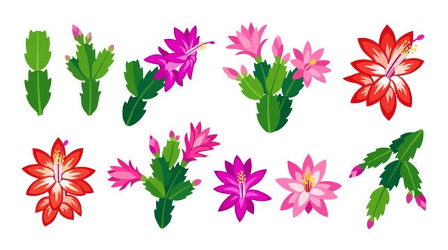 Christmas Cactus Flowers Isolated Transparent Background Vector Art