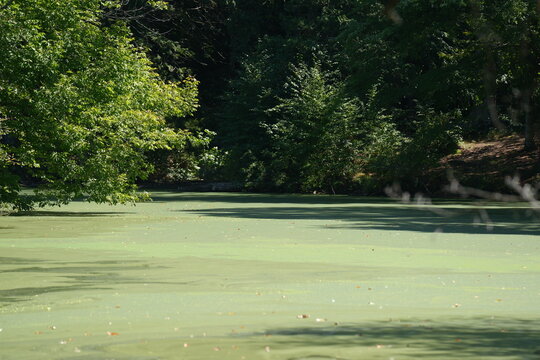 Algae in the lake