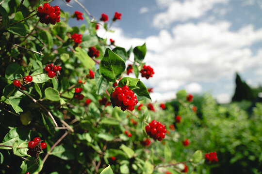 Red ripe berries on a honeysuckle (Lonicera) vine in a garden. Represents wild flora and ornamental plants.