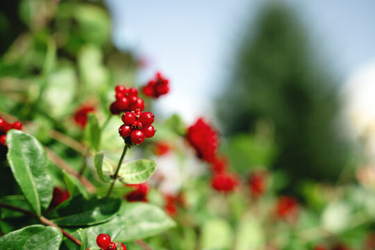 Close-up of red ripe berries on a honeysuckle (Lonicera) vine in a garden. Represents wild flora and ornamental plants.