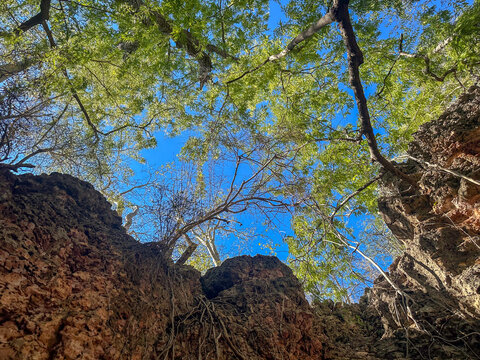 The View Looking Up from the Bottom of the Sinkhole that Contains Anjanamba Cave, Spiny Forest, Southwestern Madagascar