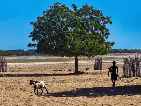 Young Boy Silhouetted with a Goat in Southwestern Madagascar