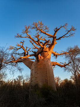 Za Baobab Tree (Adansonia za) in the Early Morning Light, Spiny Forest of Southwestern Madagascar