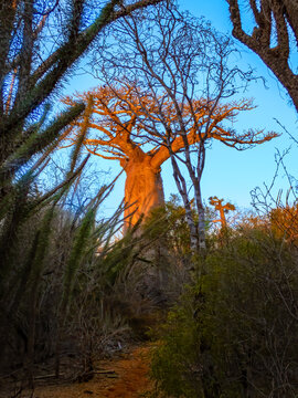 Za Baobab Tree (Adansonia za) in the Early Morning Light, Spiny Forest of Southwestern Madagascar