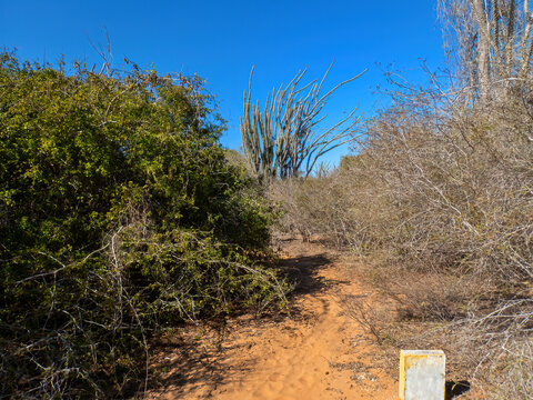 Trail to Anjanamba Cave in the Spiny Forest of Southwestern Madagascar