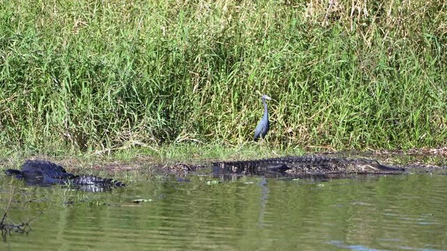 Florida wetland scene with American alligator partially submerged in shallow water among reeds and plants.