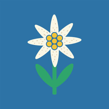 Minimalist graphic illustration of an alpine edelweiss flower with a green stem and leaves on a solid blue background.