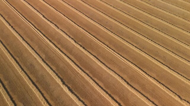 Aerial view of straw windrows in harvested field