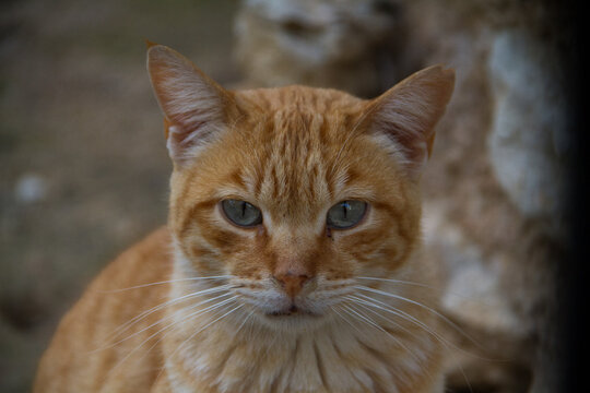 gato naranja de cerca