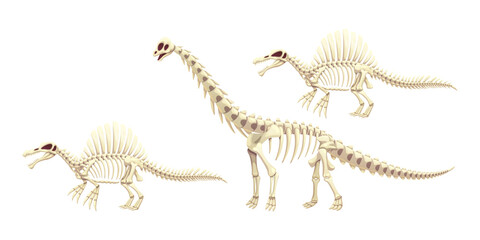 Three Spinosaurus dinosaur skeletons on transparent background © Mahmuda