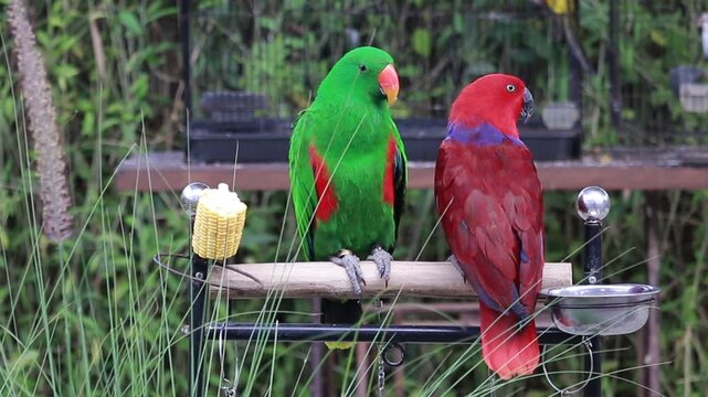 Male and female Eclectus parrots perched together on a wooden stand in an outdoor garden setting