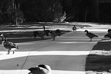 A flock of Canada geese gathers across a shaded park walkway and bright green lawn, with several birds grazing and resting nearby. © Savion