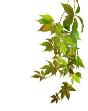 Parthenocissus twigs with green and brown autumn leaves isolated on white or transparent background (Wild grapes)