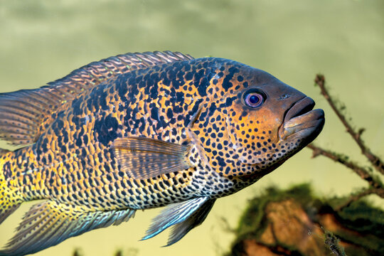 yellowjacket cichlid, Parachromis