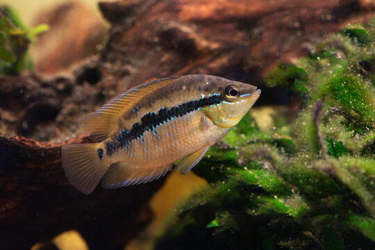 Trichromis salvini Weibchen im Aquarium