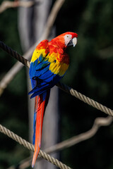 Ara coloré perché sur une corde dans un environnement naturel, mettant en valeur son plumage éclatant aux teintes rouges, jaunes et bleues. © InestDjo