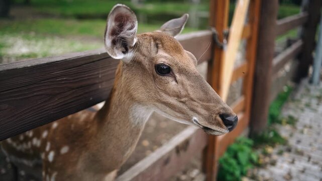 The deer poked its head out from behind the wooden fence. Close‑up shot of its head.