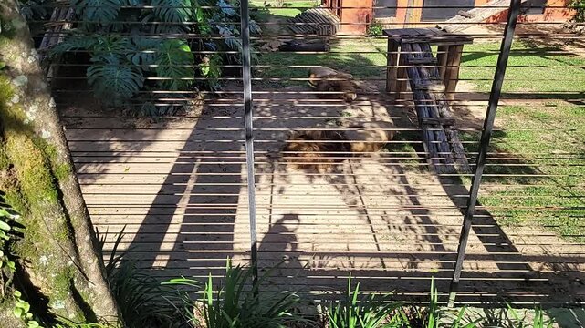 Wild and exotic animals at the zoo