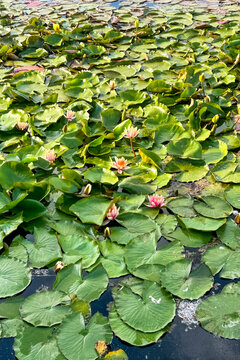 Pink water lily flowers floating on green lily pads covering the dark water background of a pond