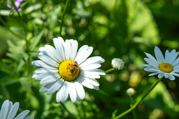 Fototapeta premium Bees collect nectar from flowers in a garden during a sunny day in spring