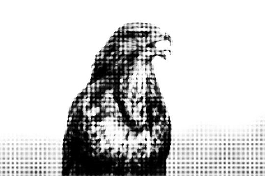 Majestic eagle portrait displayed as a stylized digital vector graphic illustration featuring sharp contrasting black and white patterns that highlight the powerful beak and piercing gaze of this pred