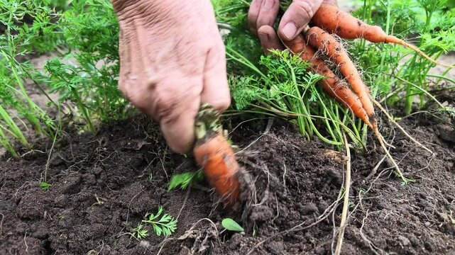 Frau erntet frische Karotten, im eigenen Nutzgarten, Zeitlupe, Gartenerde, Selbstversorgung, 