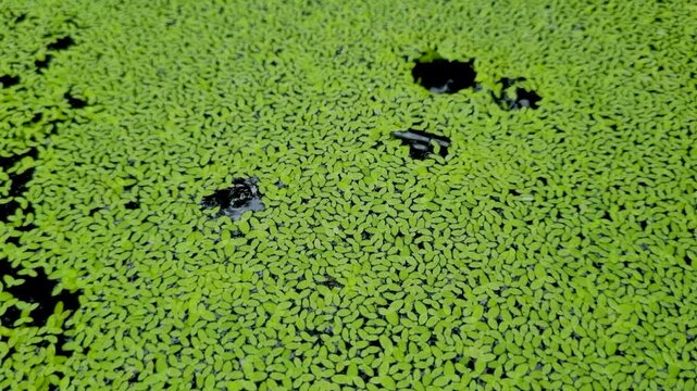 Abstract background of small green duckweed floating on calm pond water surface nature aquatic