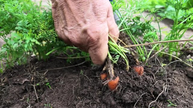 Frau erntet frische Karotten, im eigenen Nutzgarten, Zeitlupe, Gartenerde, Selbstversorgung, 