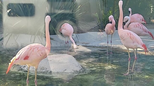 Wild and exotic animals at the zoo
