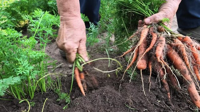 Frau erntet frische Karotten, im eigenen Nutzgarten, Zeitlupe, Gartenerde, Selbstversorgung, 