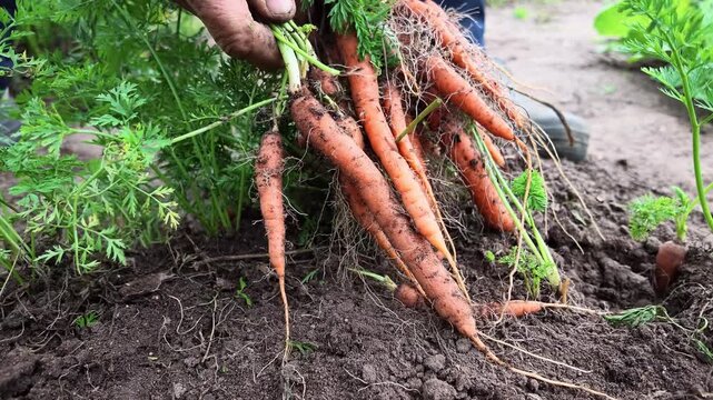 Frau erntet frische Karotten, im eigenen Nutzgarten, Zeitlupe, Gartenerde, Selbstversorgung, 