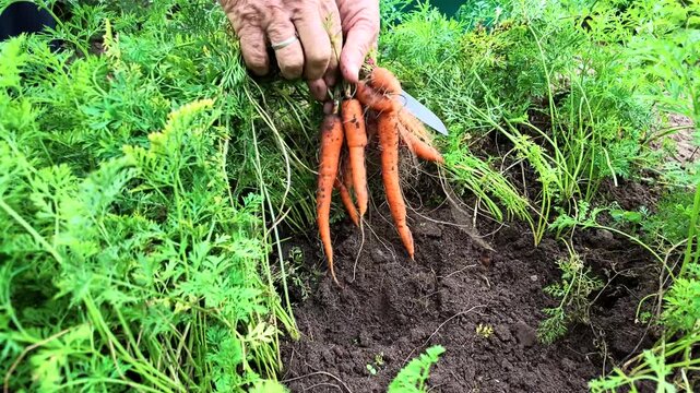 Frau erntet Karotten, M&ouml;hren im eigenen Garten, Selbstversorgung, Gartenarbeit