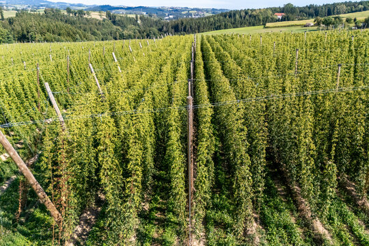 Hopfen kurz vor der Ernte