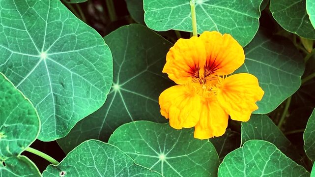 Bl&uuml;hende Kapuzinerkresse im Garten, Tropaeolum minus, Heilpflanze, essbar