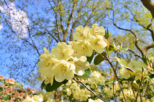 Rhododendron plants in bloom with flowers of different colors. Azalea bushes in the city park with different flower colors, Herning